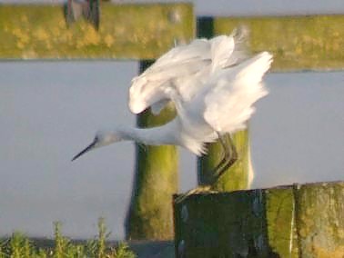 Kleinezilverreiger200704